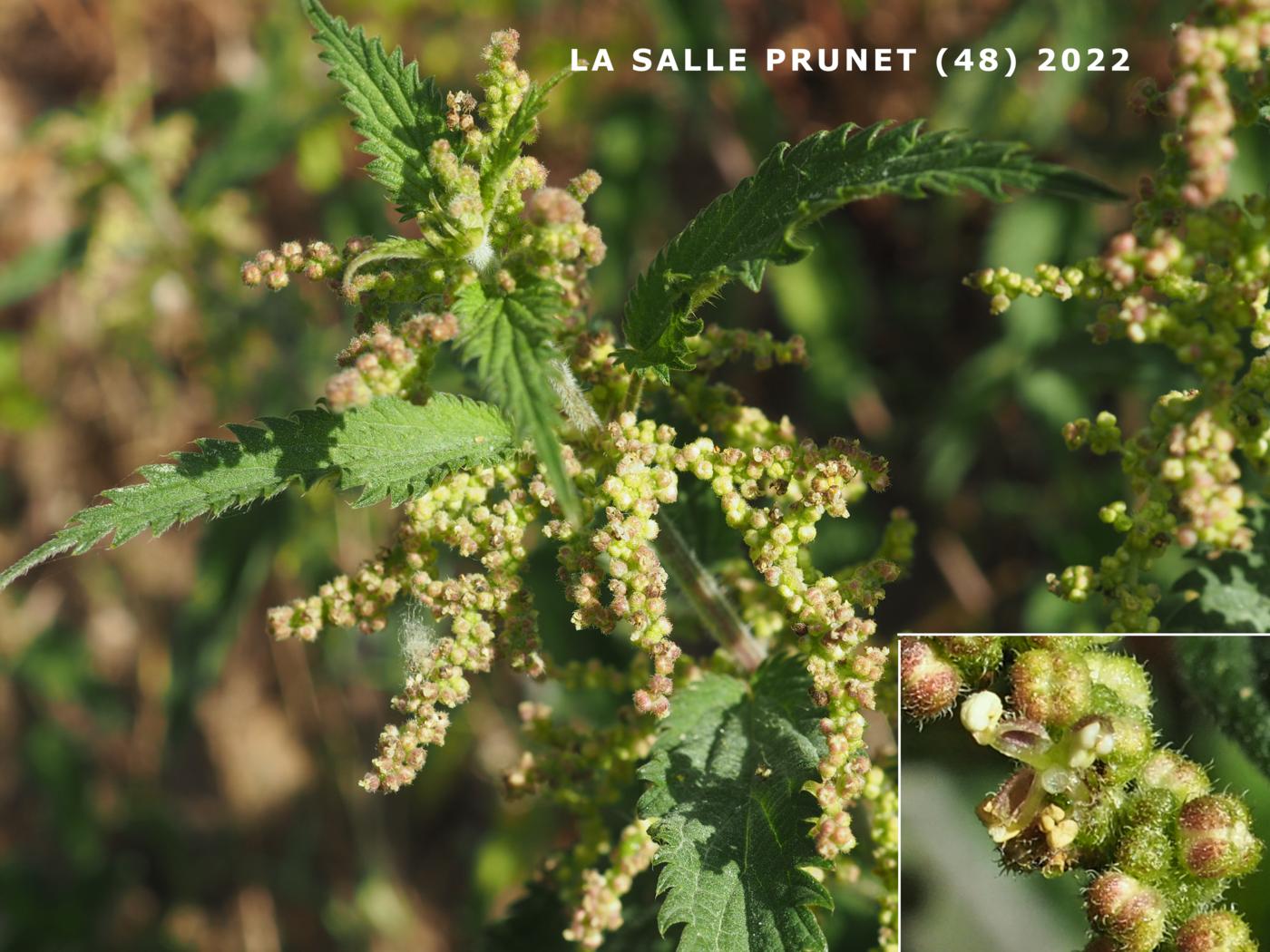 Nettle flower